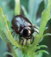 Image of Chrysolina (Chalcoidea) marginata (Linnaeus 1758)