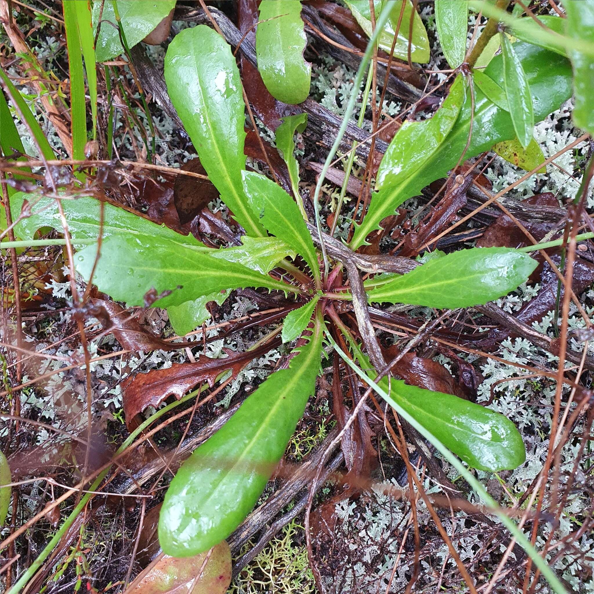 Image of Goodenia caroliniana