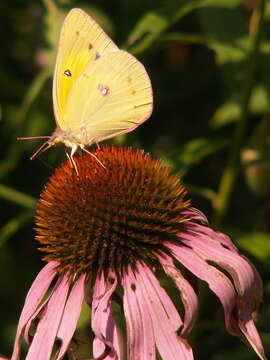 Image of Clouded sulphur