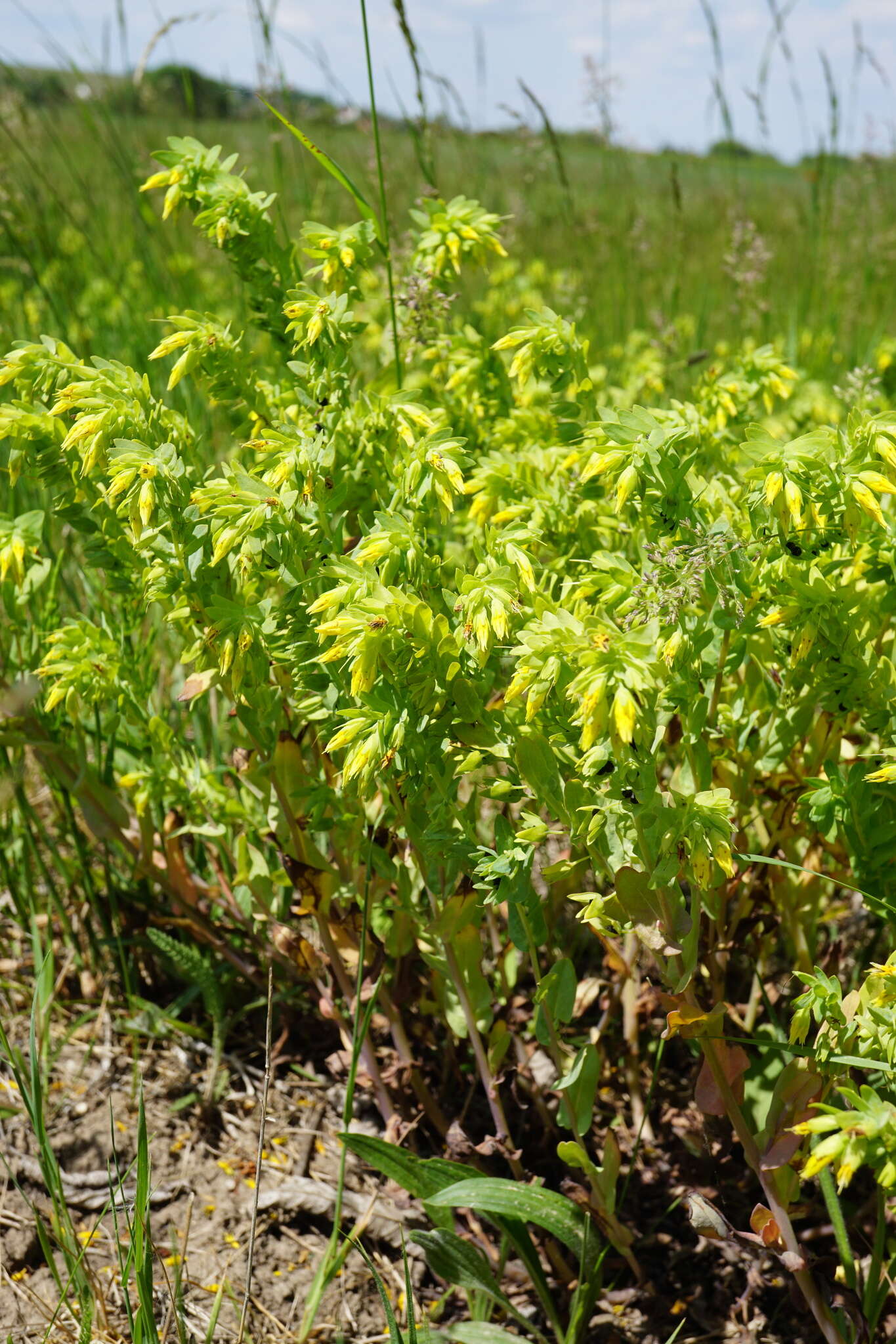 Image of Lesser Honeywort