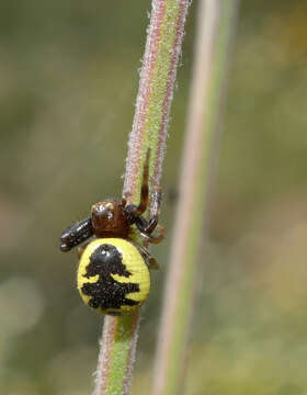 صورة Synema globosum (Fabricius 1775)