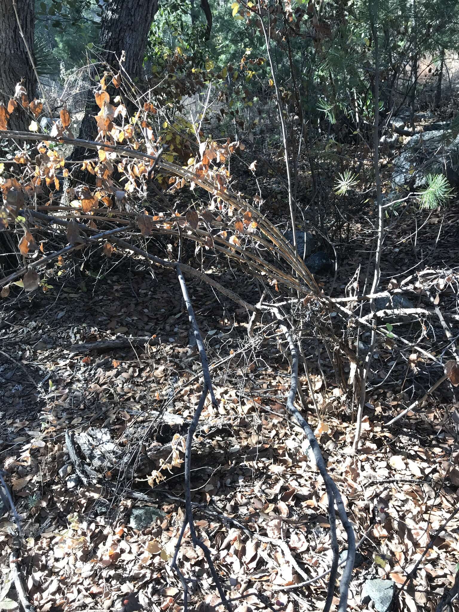 Image of western white honeysuckle