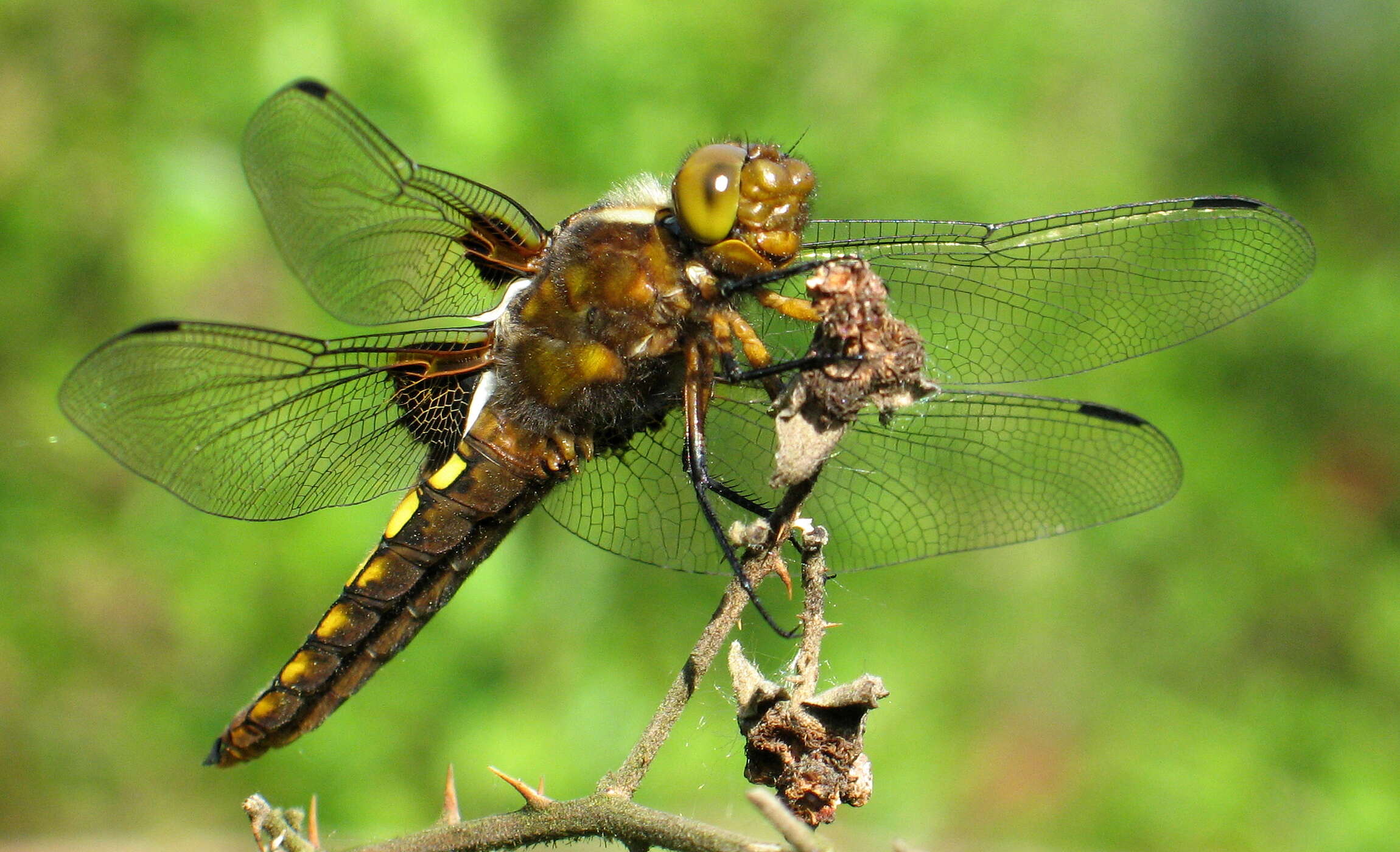 Image of Broad-bodied chaser