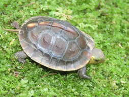 Image of Yellow-margined Box Turtle