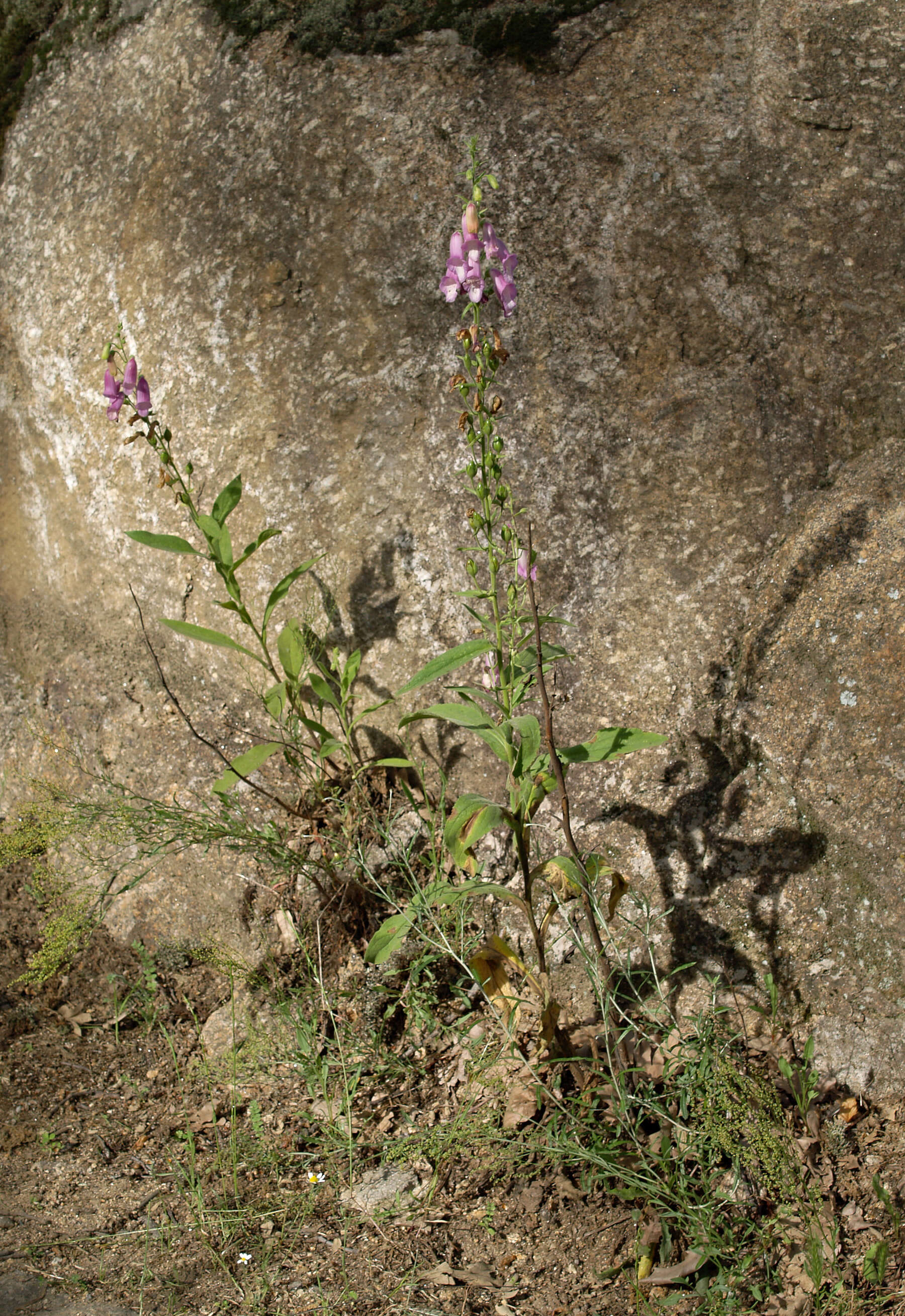 Image of Digitalis thapsi L.