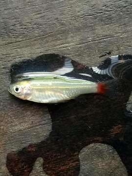 Image of Red-tailed Rasbora