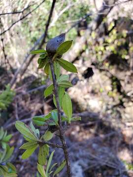 Image of Diospyros aculeata H. Perrier