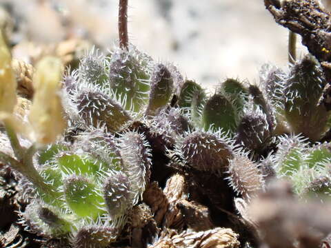 Image of granite draba