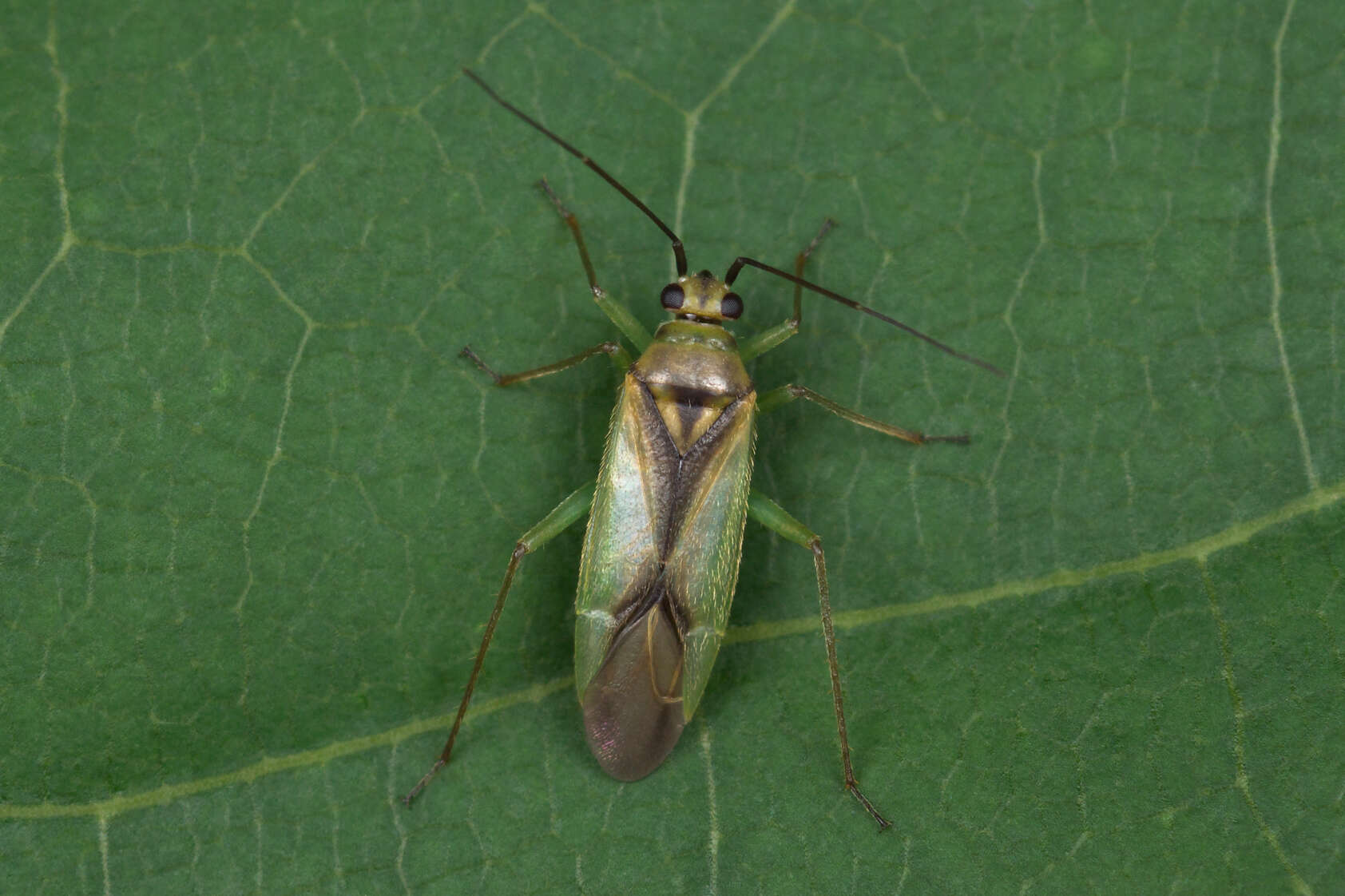 Image of Orthotylus bilineatus (Fallen 1807)