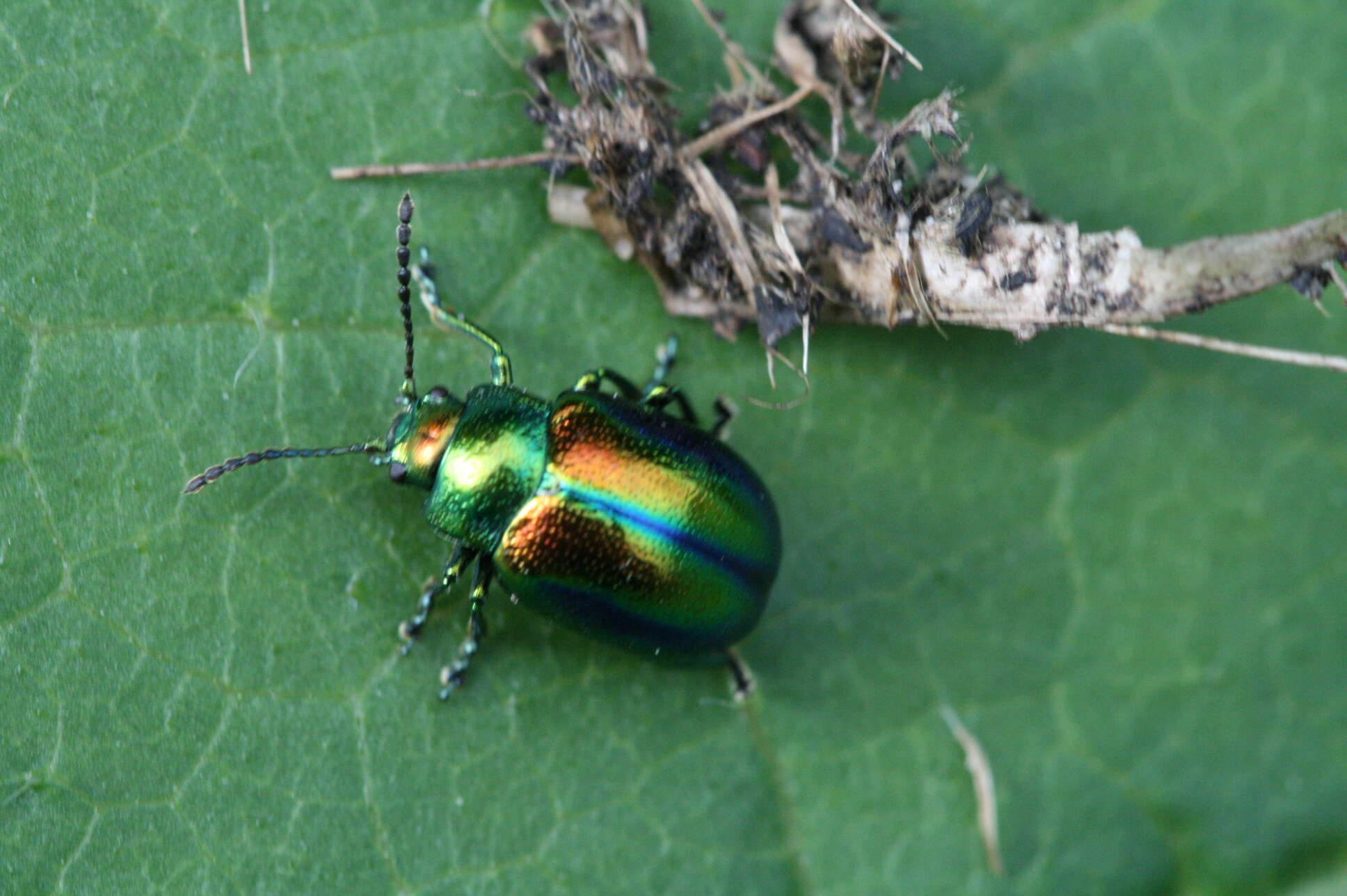 Image of Chrysolina fastuosa