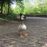 Image of Bar-headed Goose