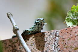 Image of Ibiza Wall Lizard