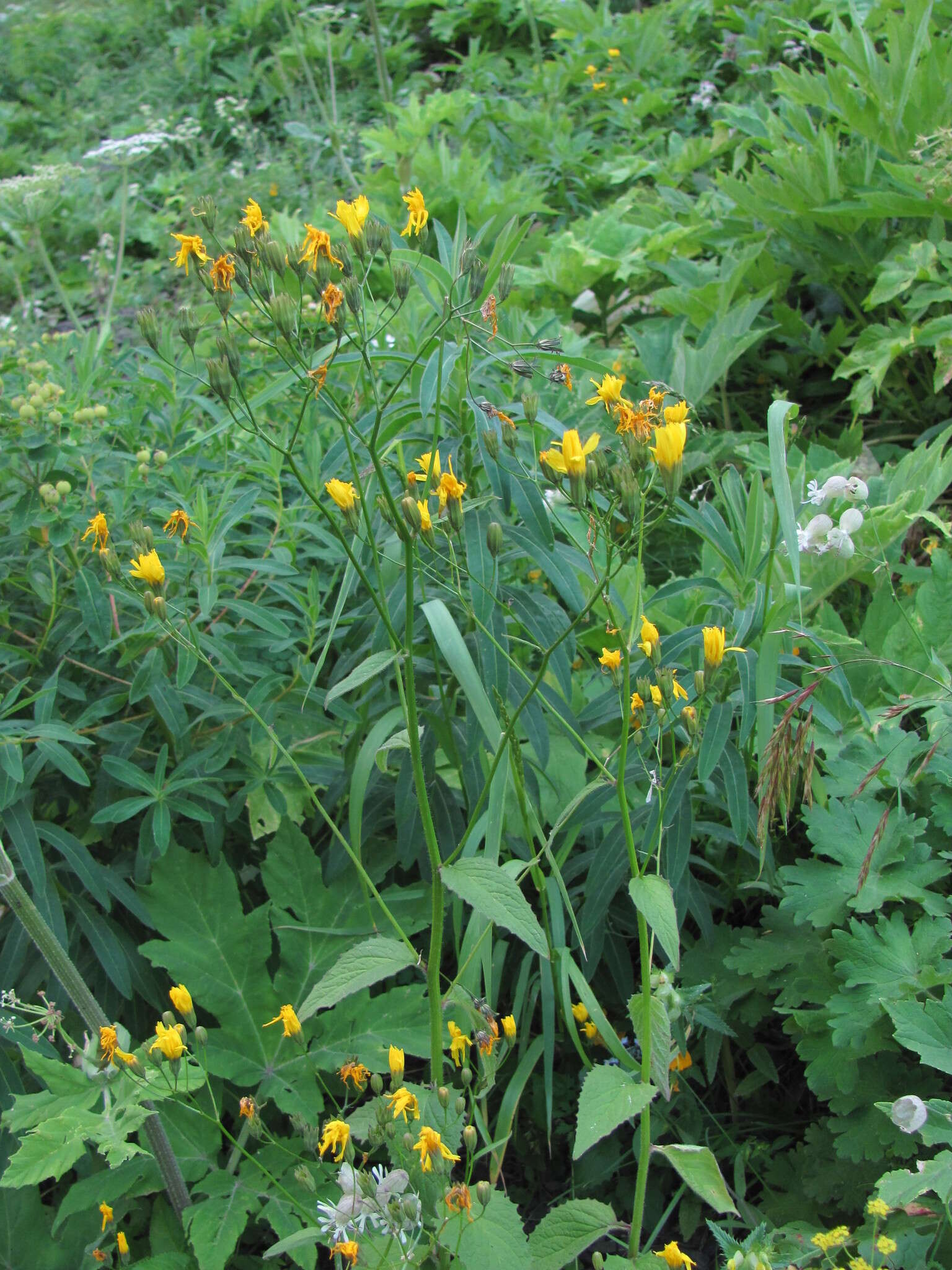 Image of Lapsana communis subsp. grandiflora (M. Bieb.) P. D. Sell