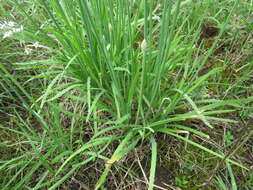 Image of Chinese chives