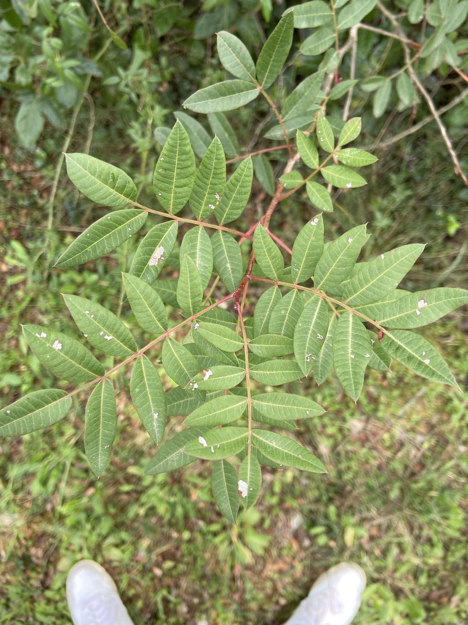 Image de Pistacia saportae Burnat