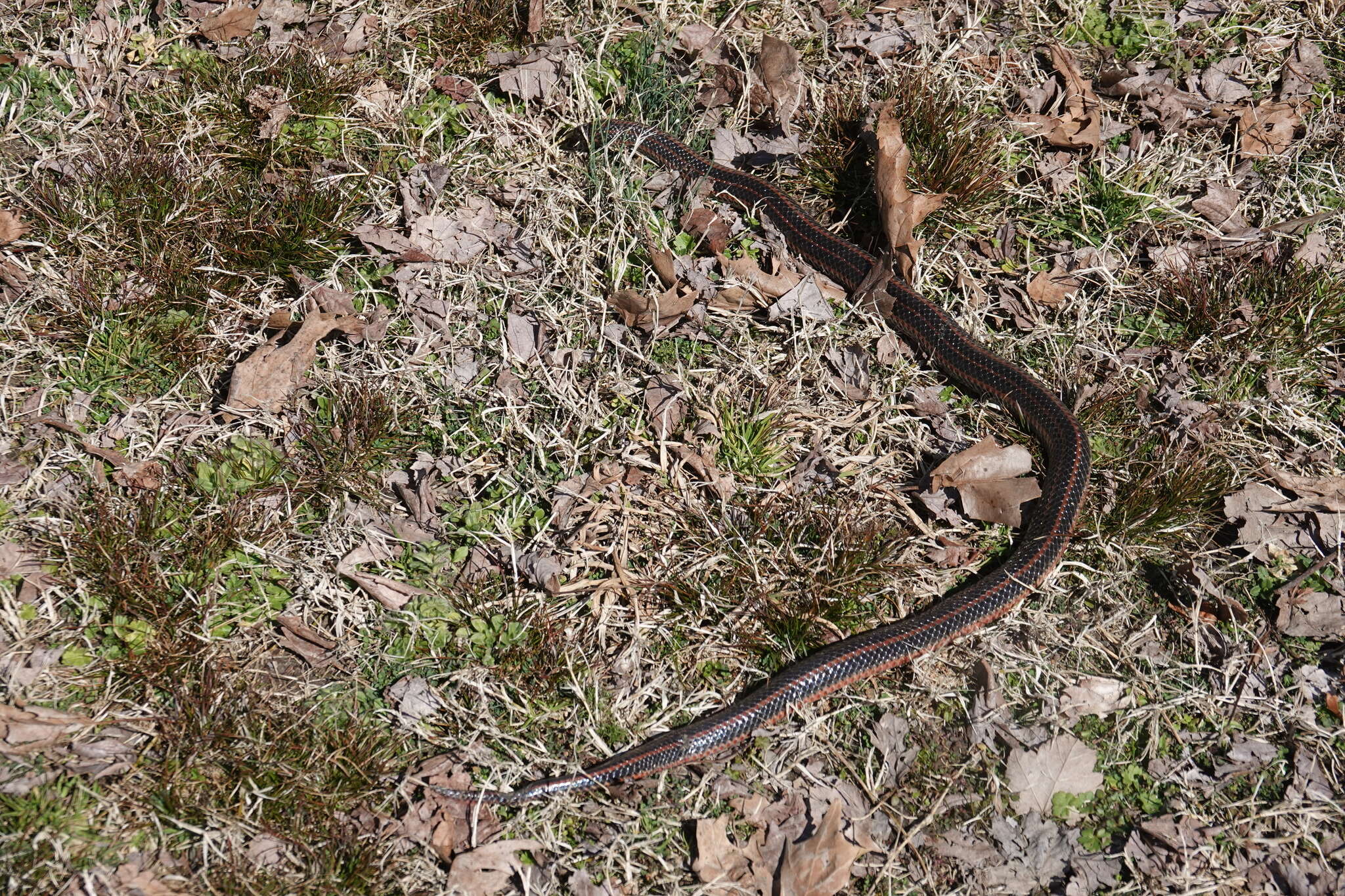 Image of Farancia erytrogramma erytrogramma (Palissot de Beauvois 1801)