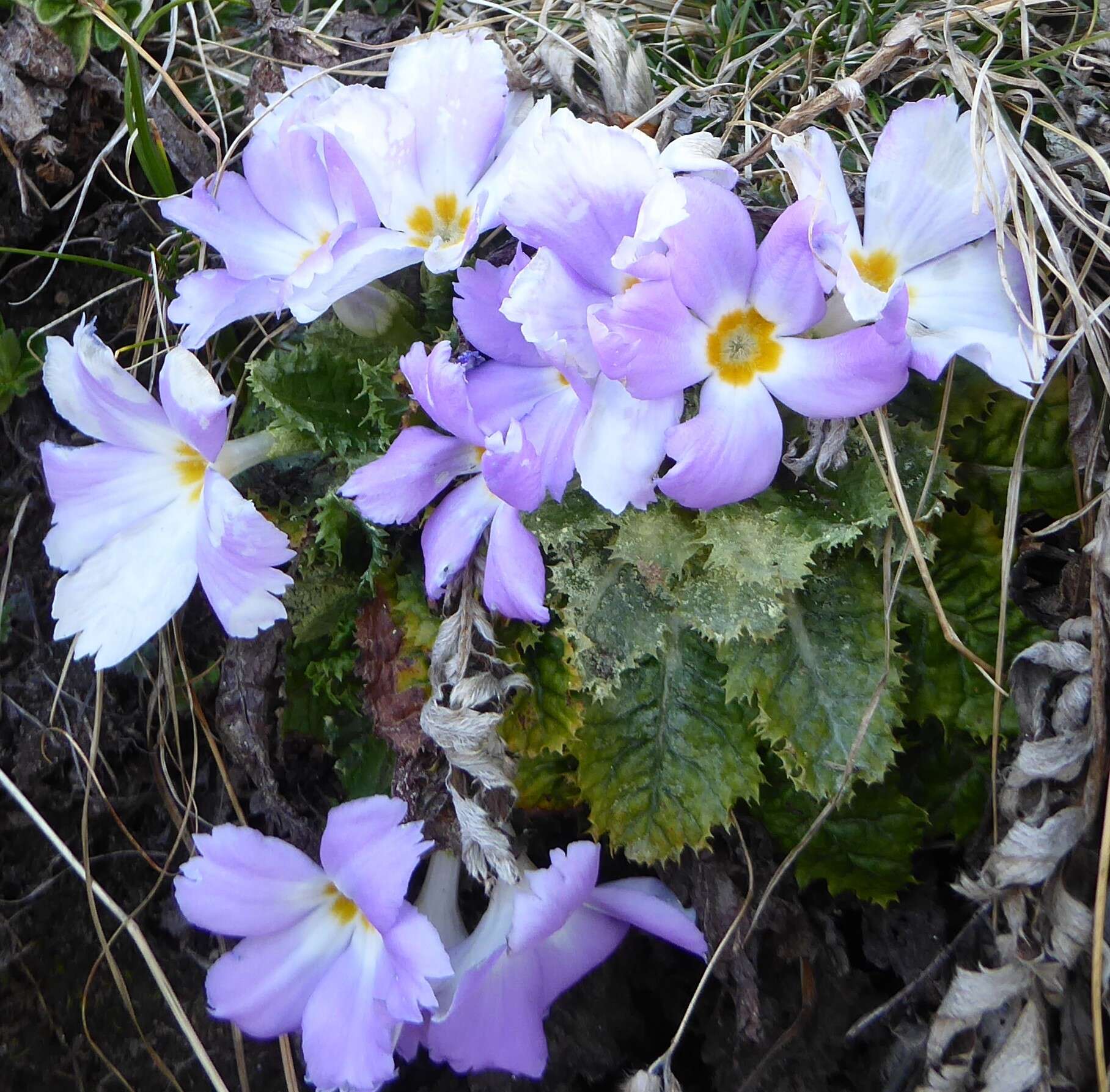 Image of Primula deuteronana Craib