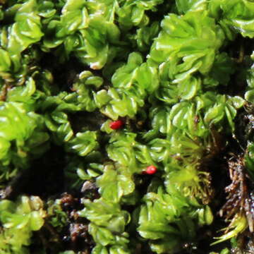 Image of Lethocolea pansa (Taylor) G. A. M. Scott & K. G. Beckm.