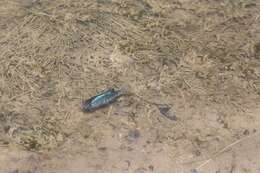 Image of Desert Pupfish