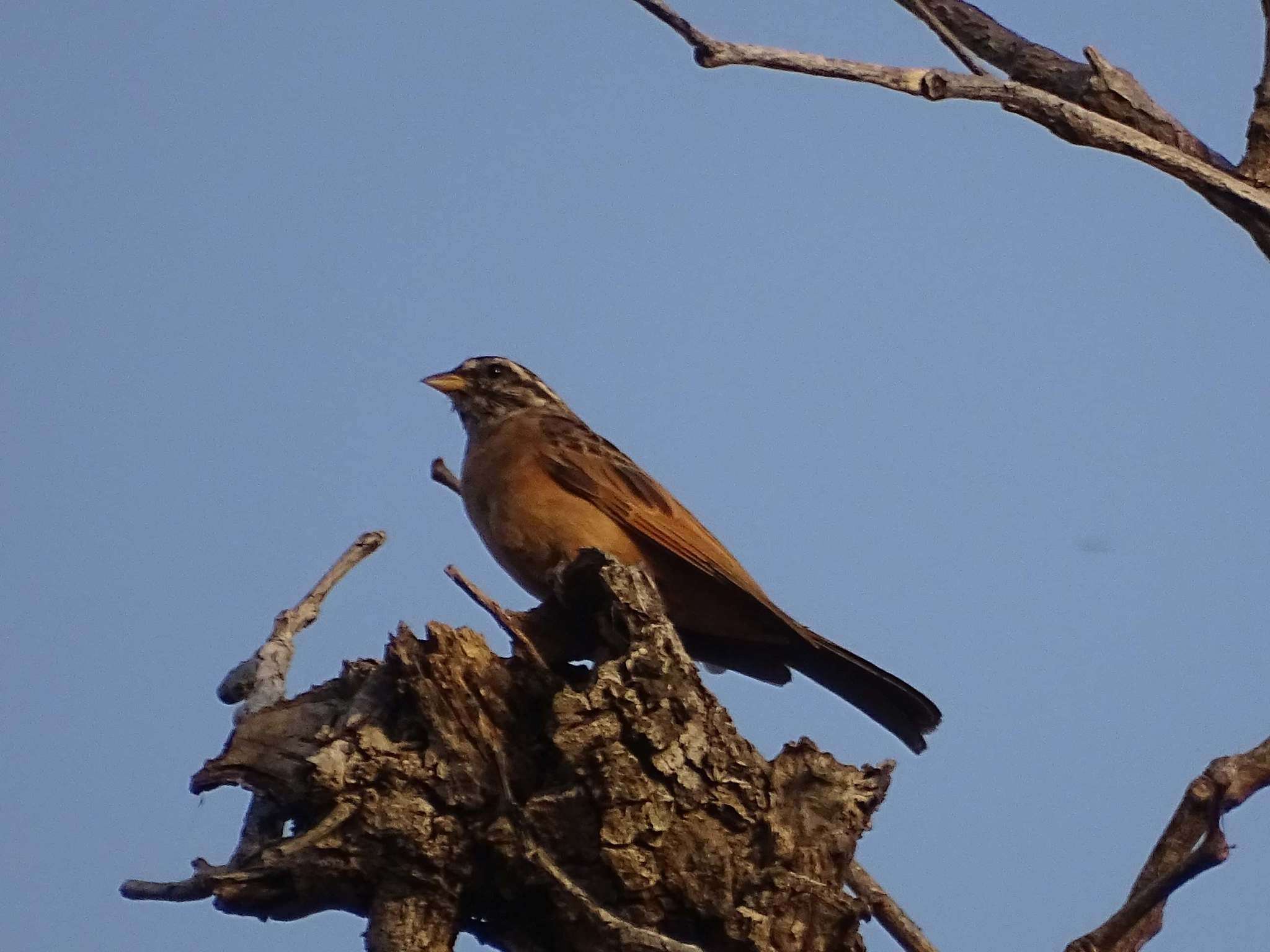 صورة Emberiza goslingi (Alexander 1906)