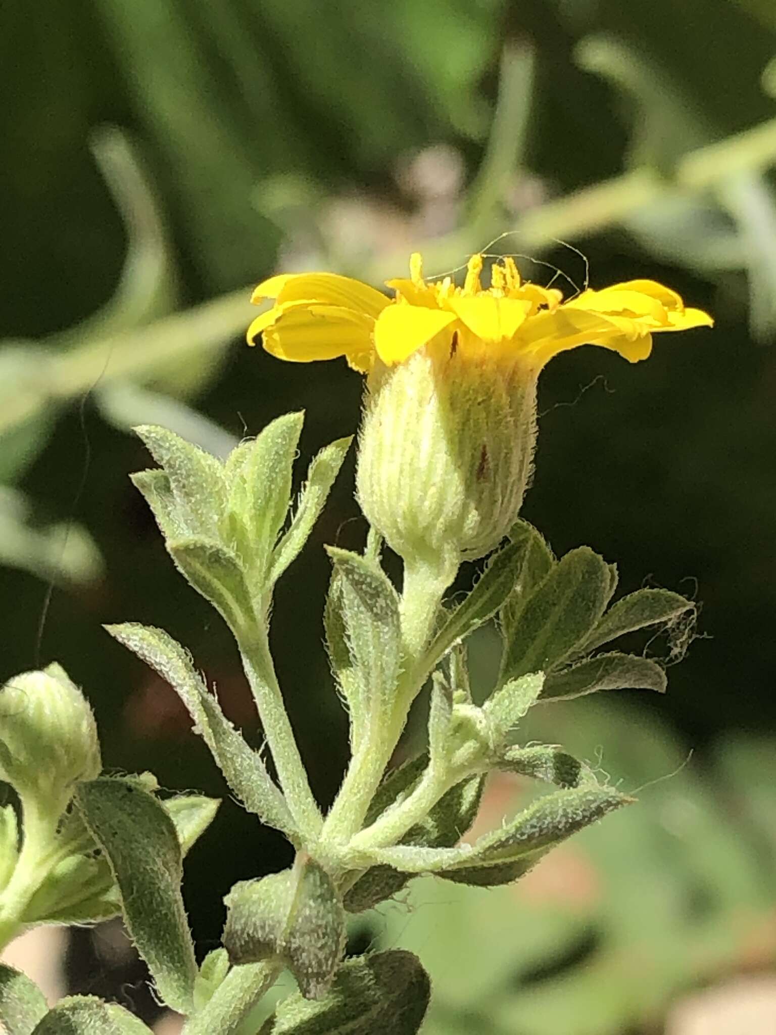 Слика од Heterotheca excelsior G. L. Nesom