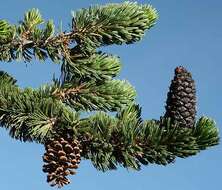 Image of Great Basin bristlecone pine