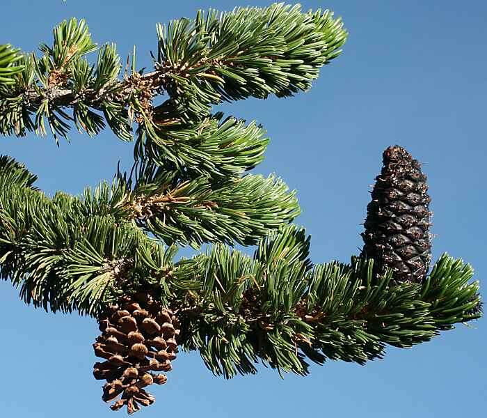 Image of Great Basin bristlecone pine