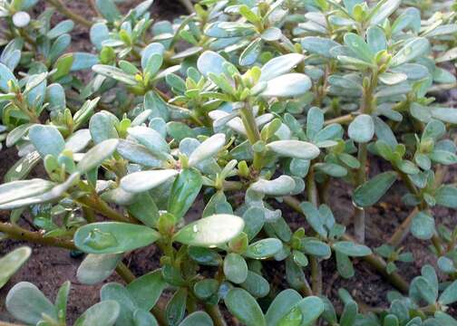 Image of common purslane