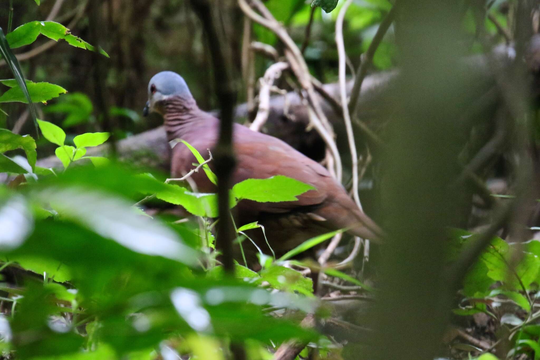 Image of Chiriqui Quail-Dove