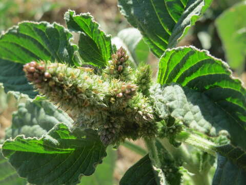 Image of redroot amaranth