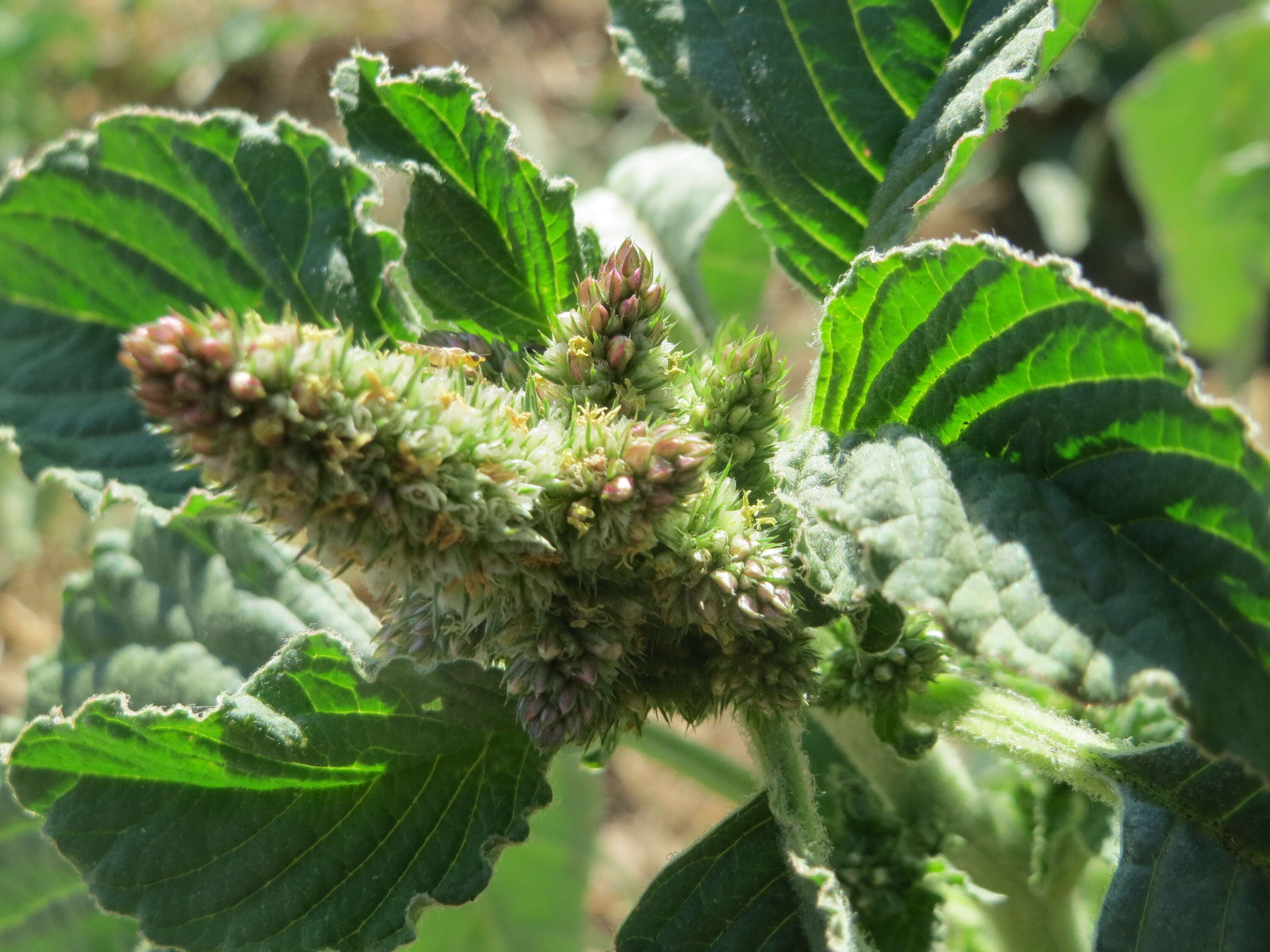 صورة Amaranthus retroflexus L.