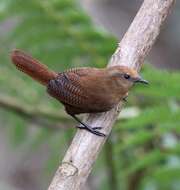 Image of Peruvian Wren