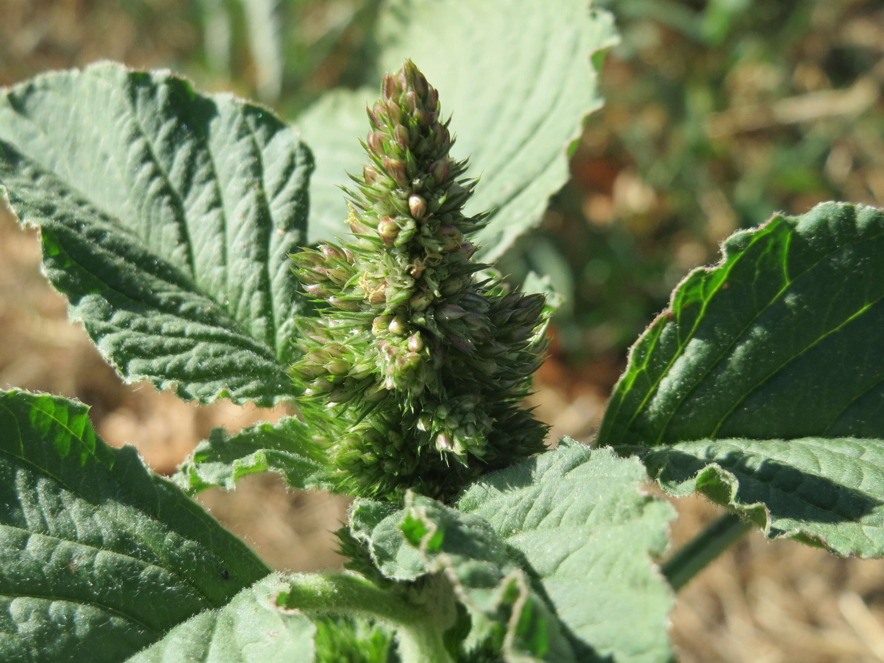 Image of redroot amaranth