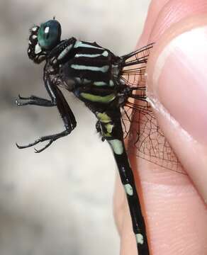 Image of Phyllogomphoides suasus (Selys 1859)