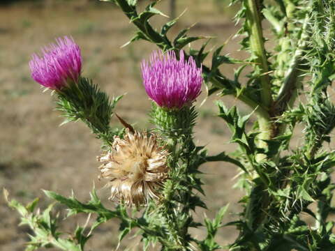 Слика од Carduus acanthoides L.