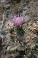 Image of cobwebby thistle