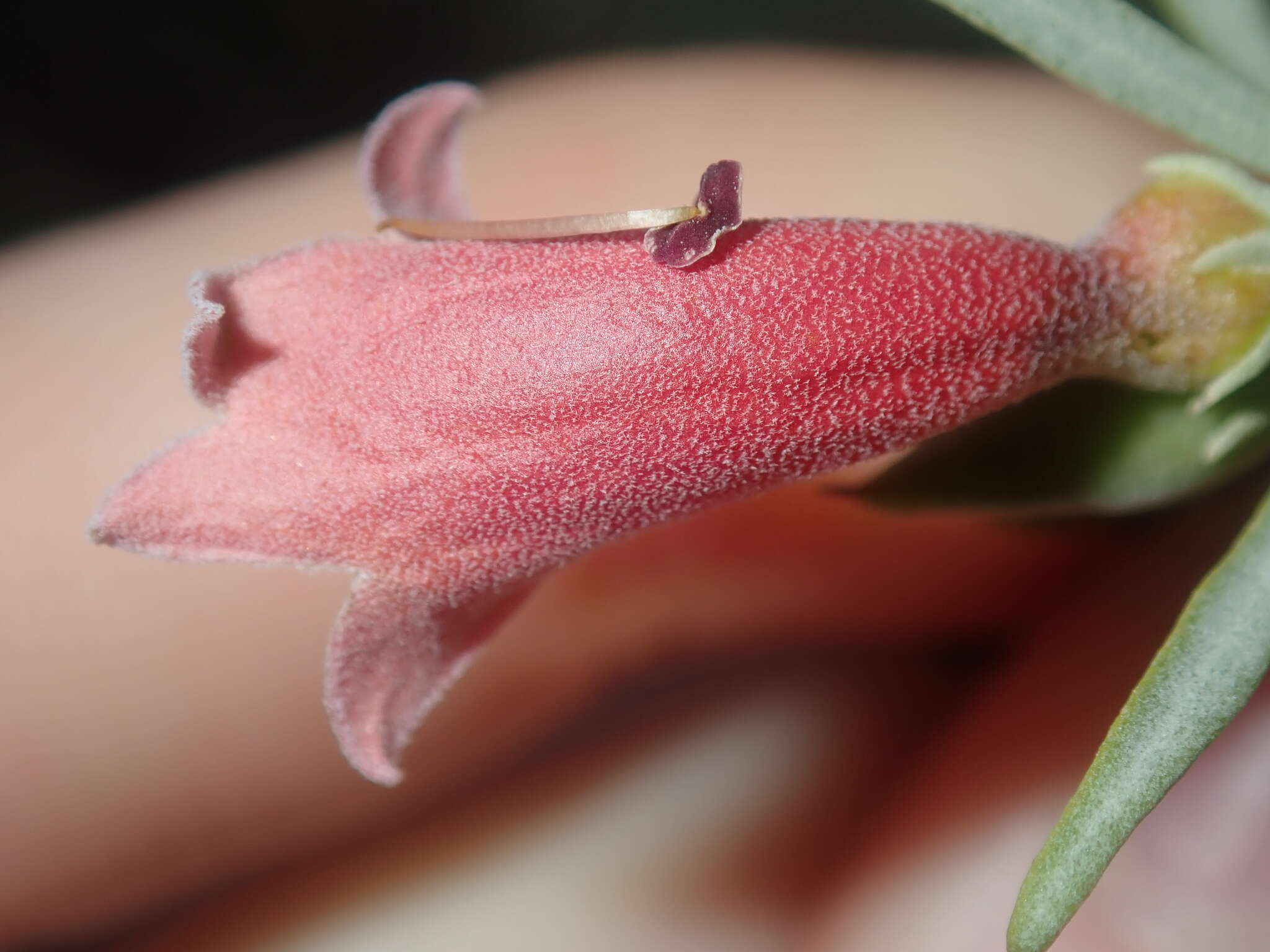 Image de Eremophila youngii F. Muell.