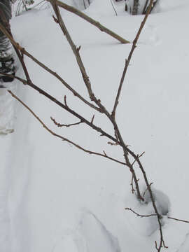 Image of Rock Red Currant