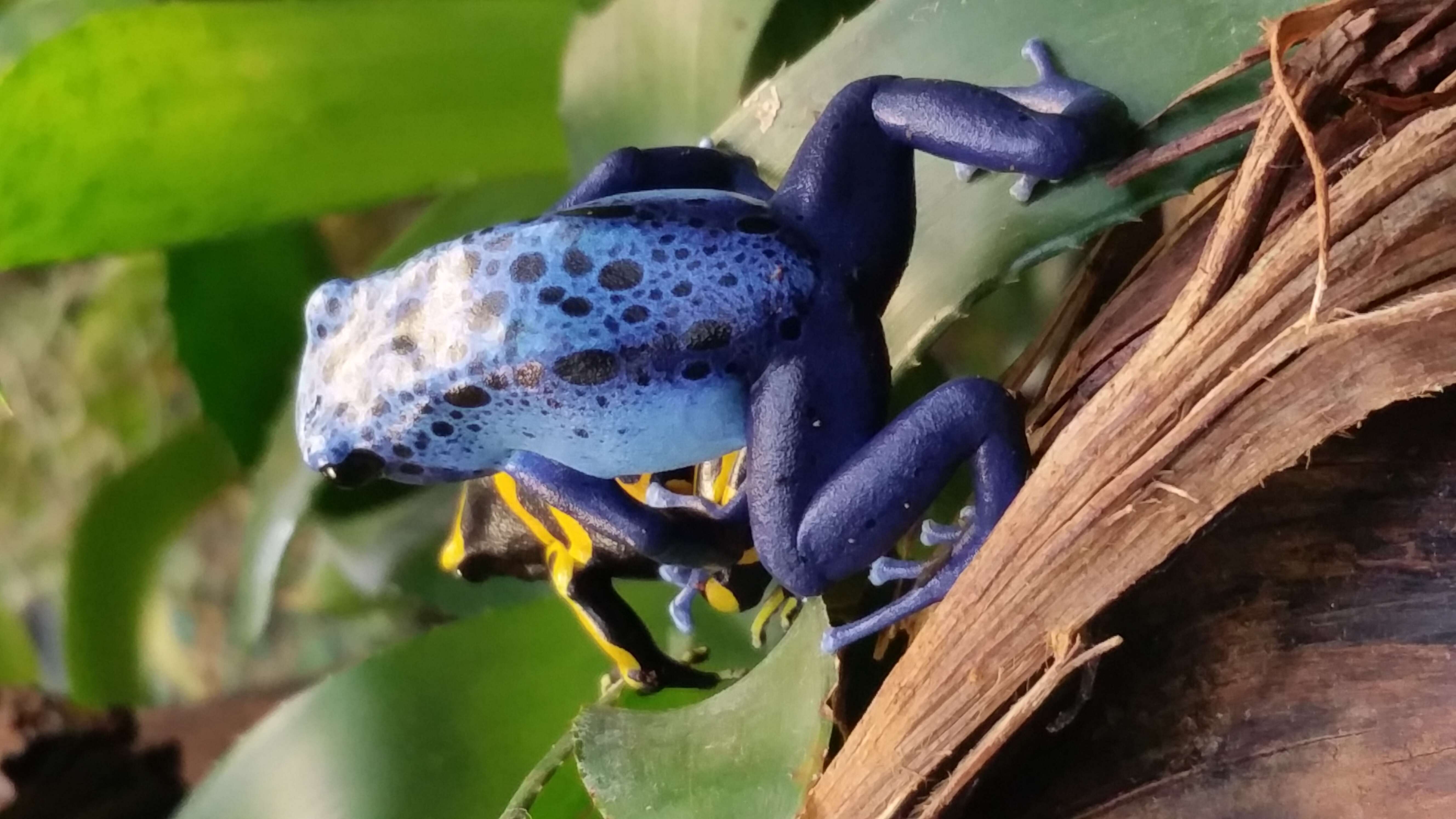 Image of Dendrobates azureus