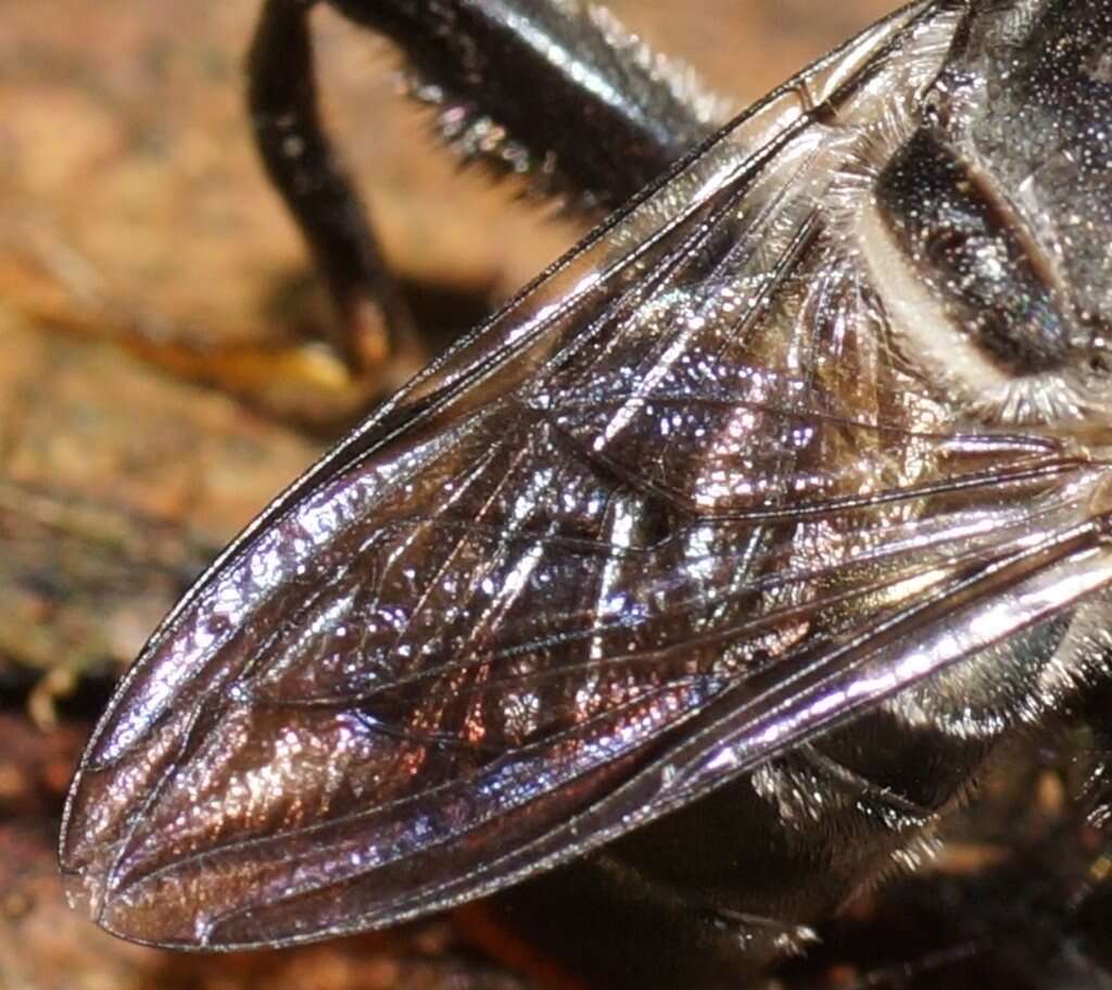 Malometasternum rufocaudata (Ferguson 1926) resmi