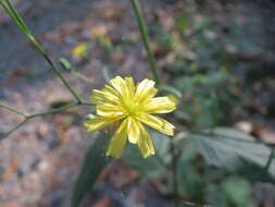 Image of nipplewort