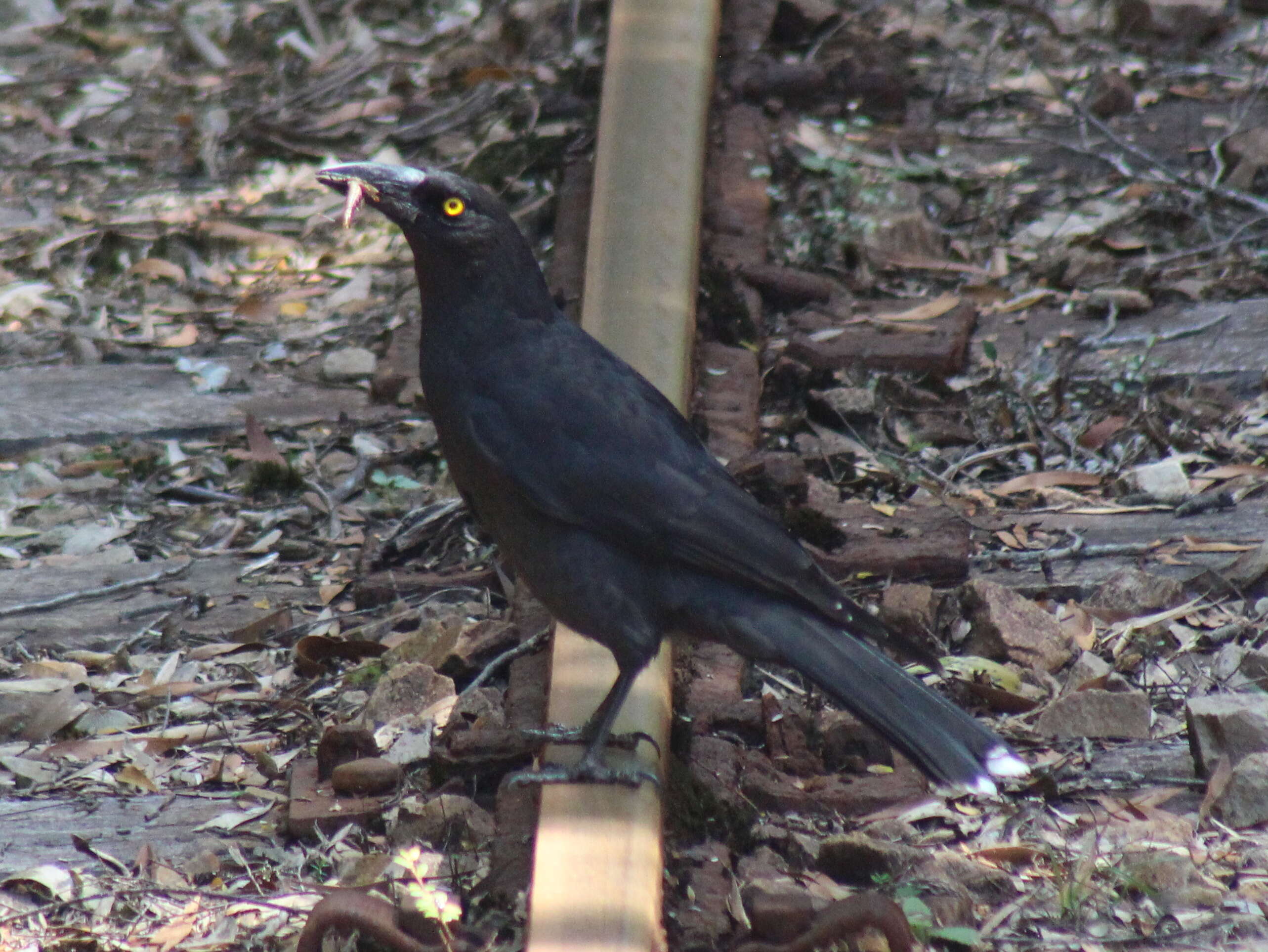 Imagem de Strepera fuliginosa (Gould 1837)