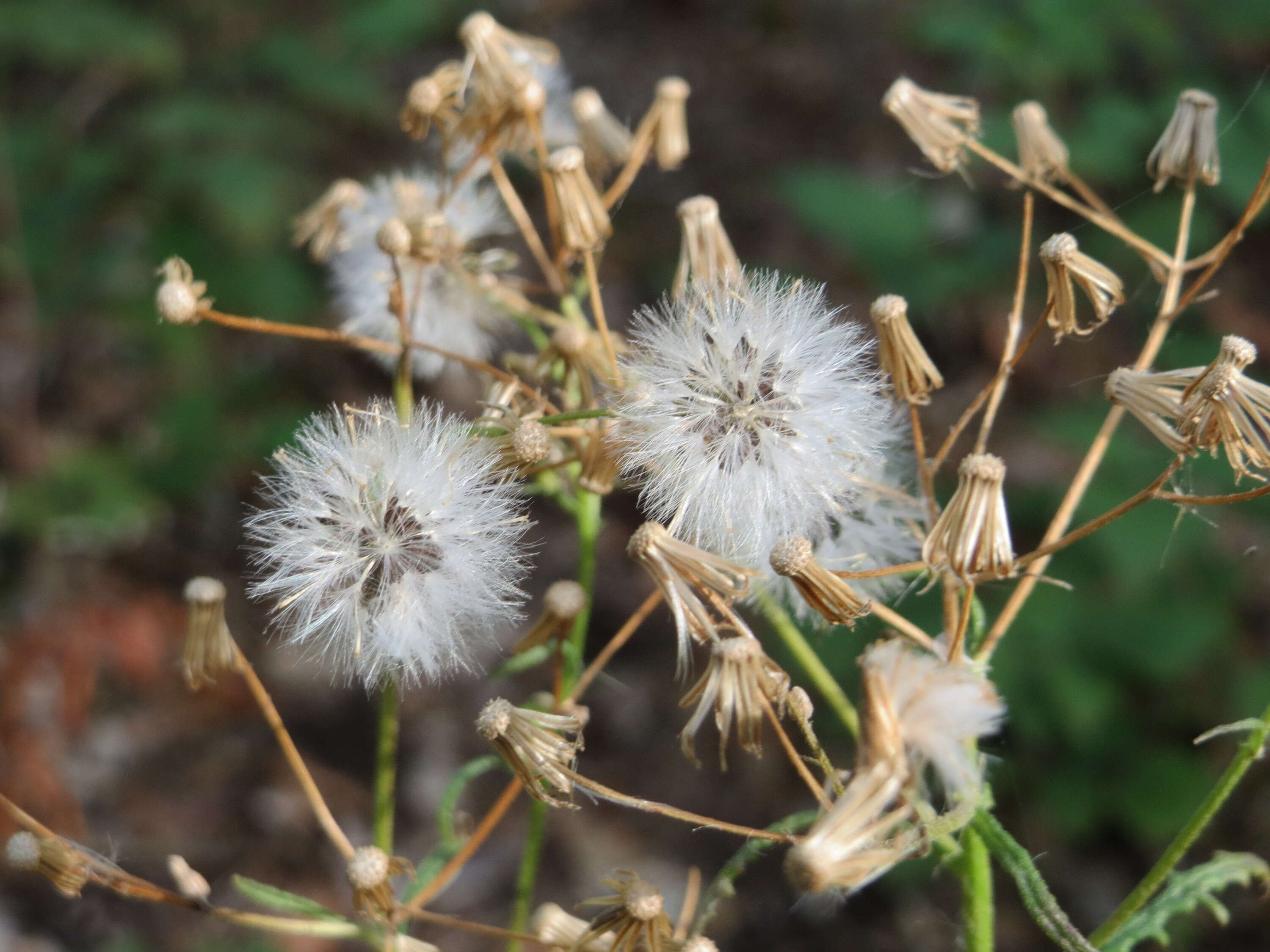 Image of wood groundsel, heather groundsel