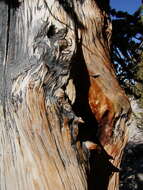 Image of Great Basin bristlecone pine