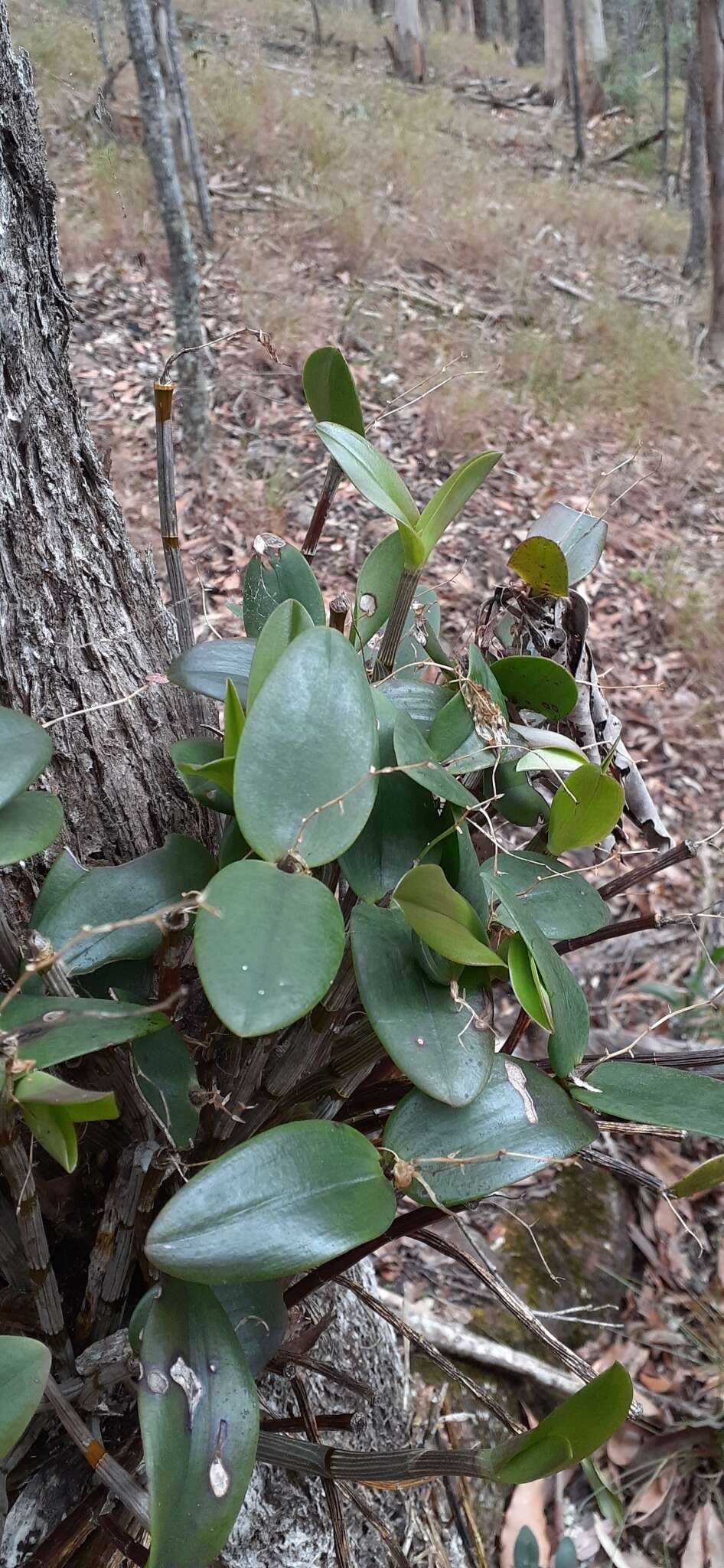 صورة Dendrobium aemulum R. Br.