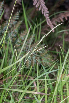 Image of Simplicia buchananii (Zotov) Zotov