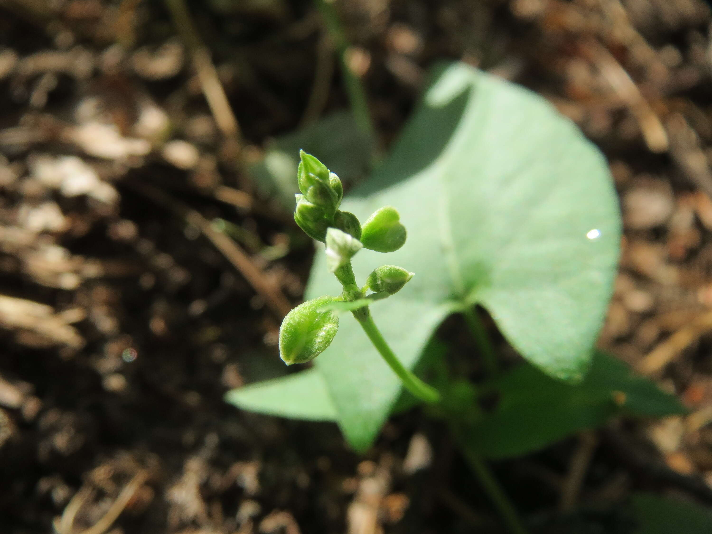 Plancia ëd Fallopia convolvulus (L.) A. Löve