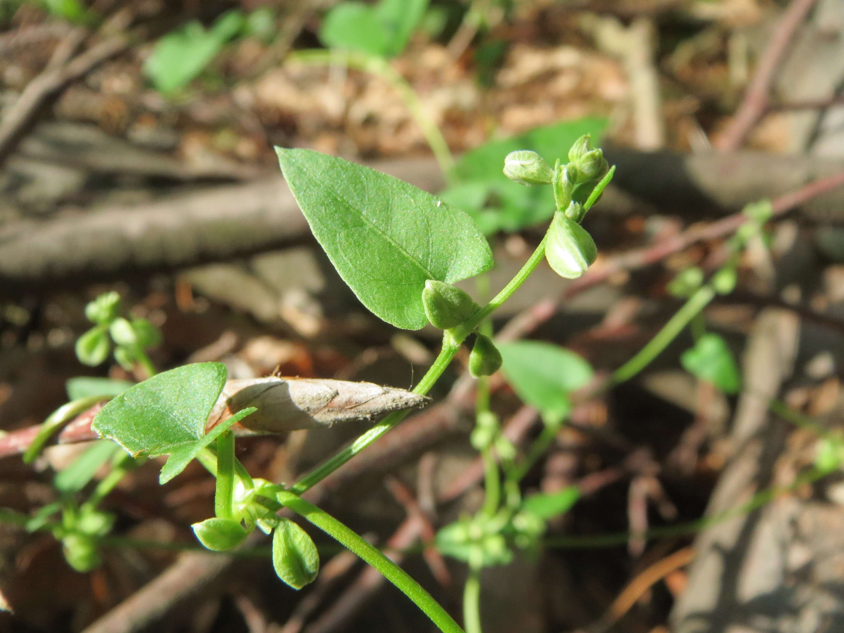 Plancia ëd Fallopia convolvulus (L.) A. Löve