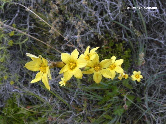 Image of Sisyrinchium pearcei Phil.