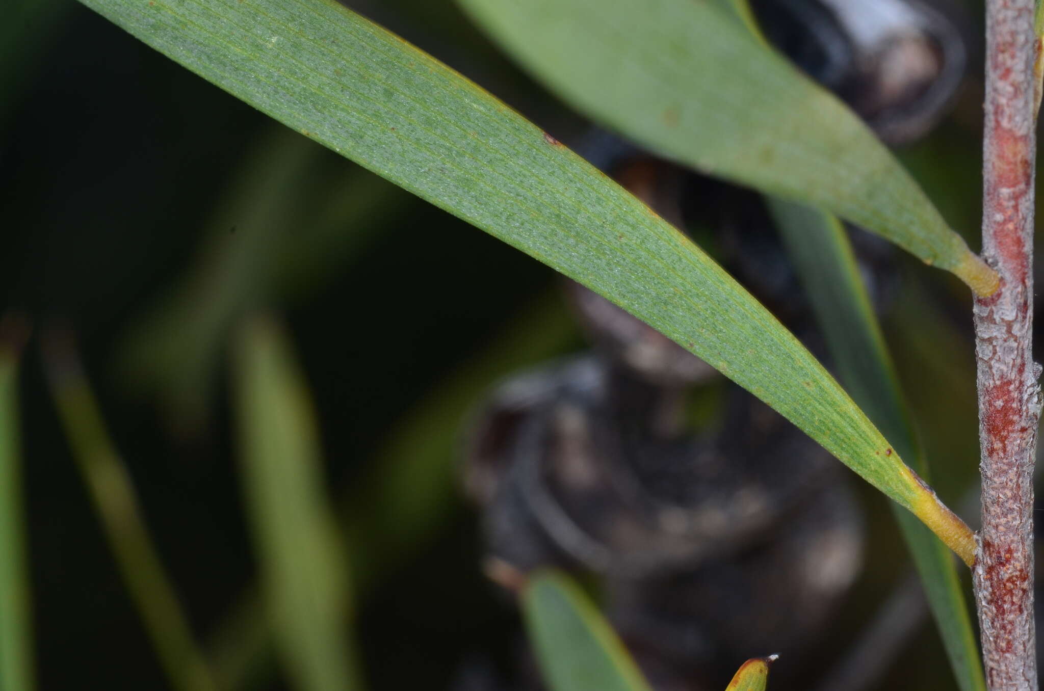 Sivun Acacia oswaldii F. Muell. kuva